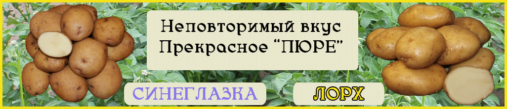 Синеглазка