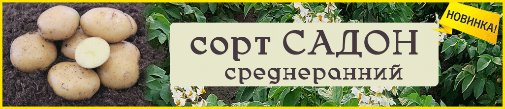 Садон